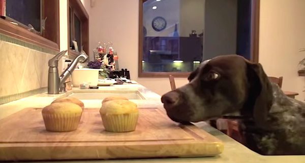 Her Cupcakes So She Set Up A Hidden Camera And Busted Her Sneaky Dog