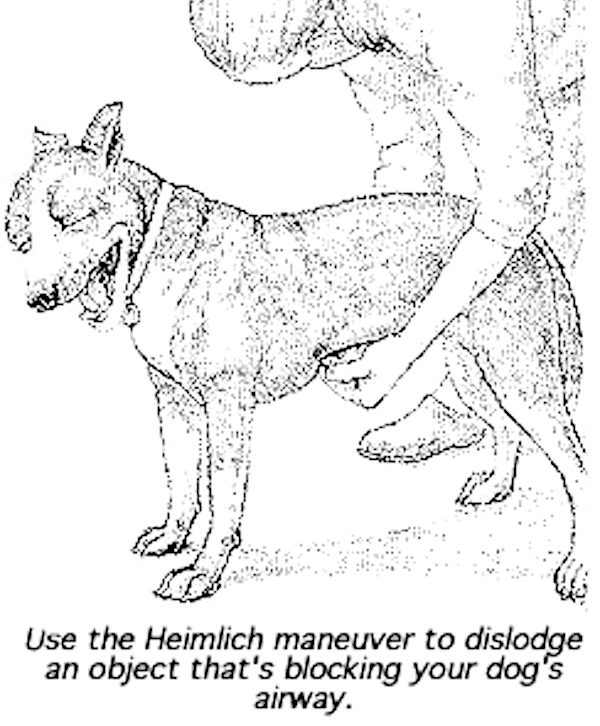 How To Perform The Heimlich Maneuver On Dogs