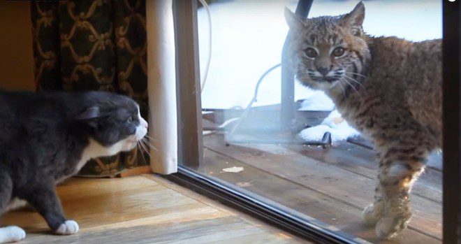 Wild Bobcat Confused By Freaked Out House Cat