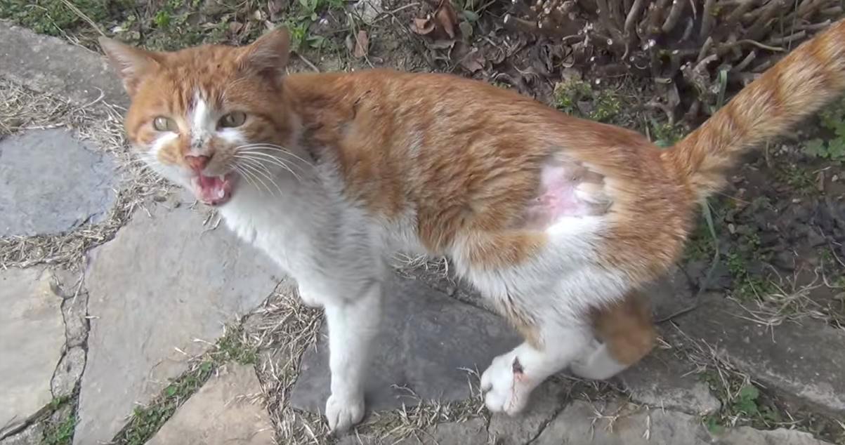 Stray Cat Hobbles Up To Stranger's Home Meowing Loudly To Ask For Help