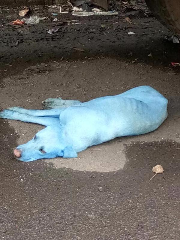 Stray Dogs Turning Bright Blue Because of Industrial Waste