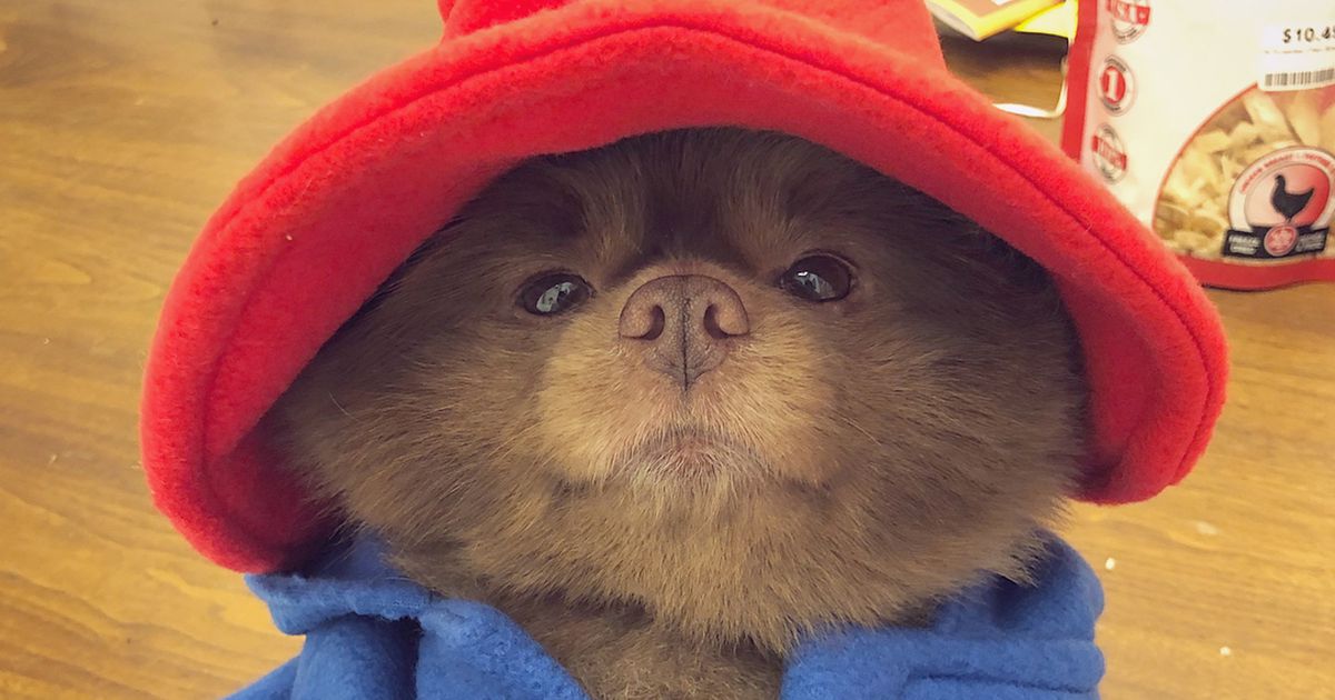 paddington bear pomeranian