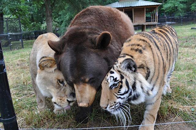 Noah's Ark Animal Sanctuary