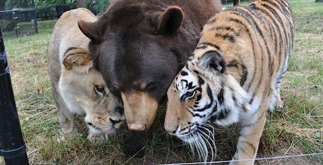 Lion, Tiger And Bear Would Normally Be Terrifying, But They Were The Most Heartwarming Trio Ever