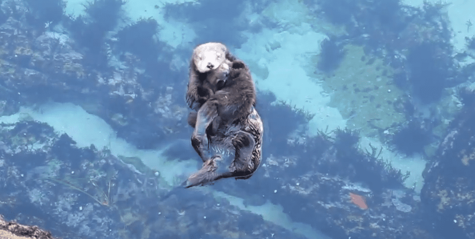 Wild Sea Otter Proudly Shows Off Her Pup At Tidal Pool
