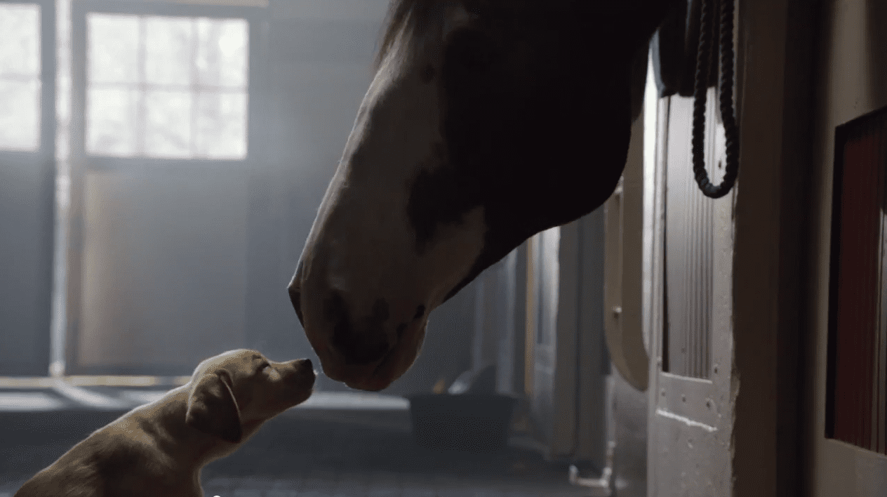 ‘Puppy Love’ Is Ranked As One of The Cutest Super Bowl Ads Ever Created