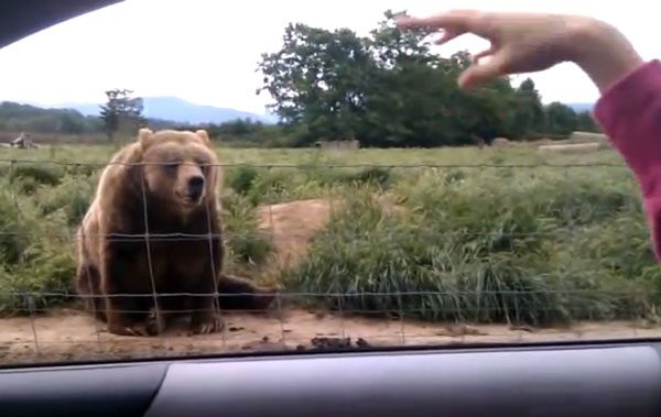 A Woman Waves At A Bear, And What The Bear Does Back Makes Her Laugh And Smile