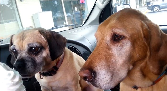 Two Dogs Share One Ice Cream With Hilarious Results