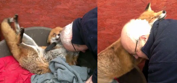 Rescued Fox Does The Most Adorable Thing When Her Friend Visits Her