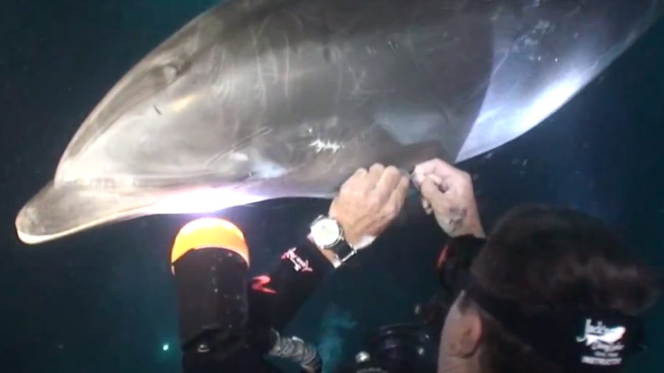 Injured Dolphin Asks Divers For Help