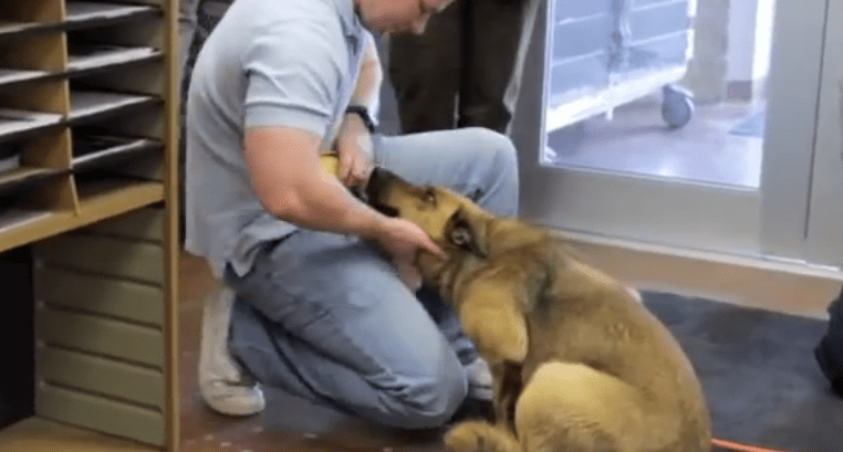 Dog Lost and Alone For Seven Months Reunites With Her Family
