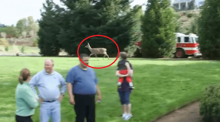 Mother Deer Watches In A Panic As Firefighters Try To Free Her Baby