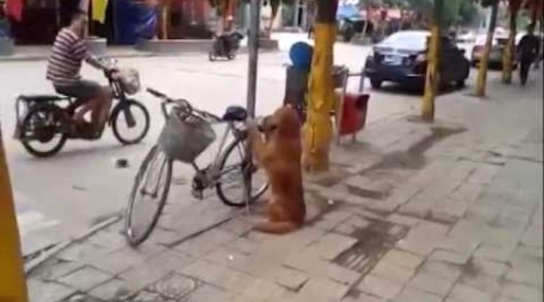 Golden Retriever Guards Owner’s Bicycle And Then Does The Most Incredible Thing