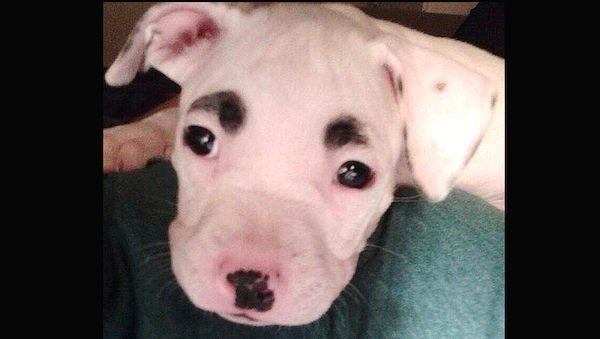 This Dog’s Unusual Markings Make Him Look Like He Has Eyebrows