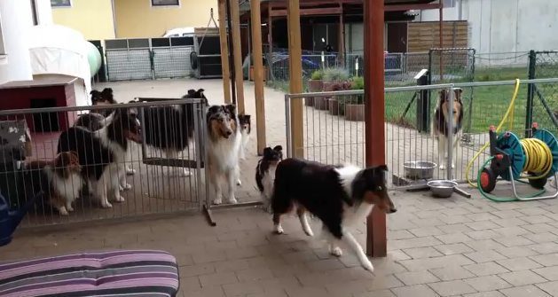 These 11 Well-Mannered Dogs Respond Amazingly When Called For Dinner