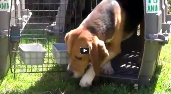 Nine Dogs Who Spent Their Entire Lives in a Lab Take Their First Steps of Freedom