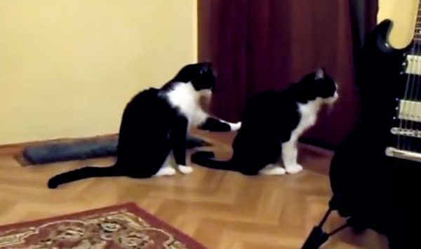 Cat Hilariously Tries To Apologize To His Best Friend