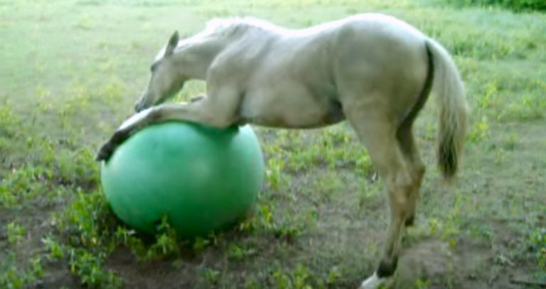 Baby Horse Gets A New Toy And Has The Time Of His Life