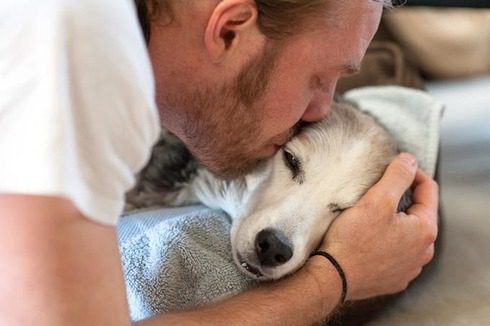 20 Essential Facts Dog Lovers Must Always Remember