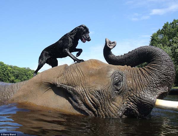Elephant and Dog Best Friends Love Playing In Water Together