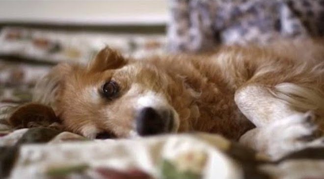 dog smells cancer