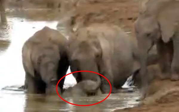 Family Comes To Rescue Of Drowning Baby Elephant