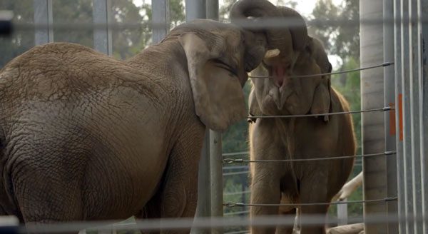 Elephant Who Had Not Seen Another Elephant In 37 Years Makes A New Friend