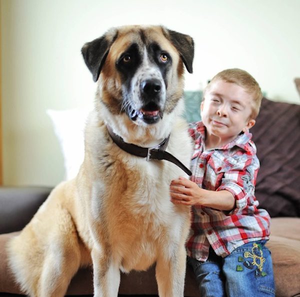 haatchi-daf