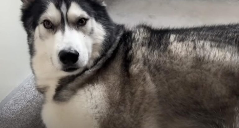 Siberian Husky Demands That Her Human Give Her Belly Rubs