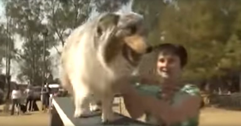 Dog’s Attempt At Agility Course Results In Hilarity