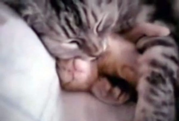 Mom Cuddles her kitten Having a Nightmare