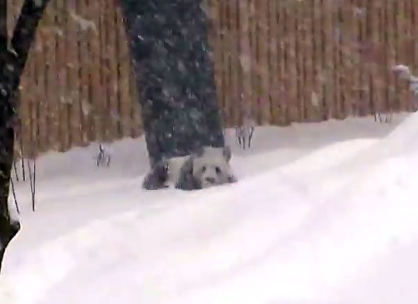 Panda Has Time Of His Life Playing In Snow