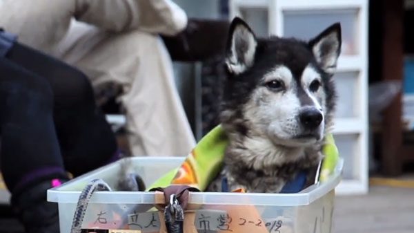 Man Looks After His Senior Dog In Touching Way