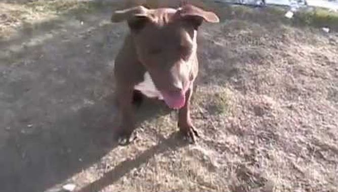 Puppy Who Was Ready To Die When She Crawled Onto A Porch, Pays It Forward