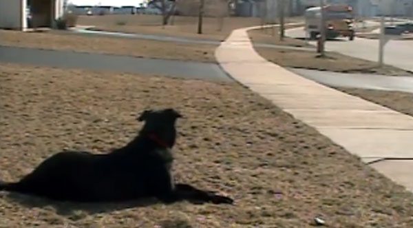 Dog Waits For A Bus Every Day To Greet His Best Friend