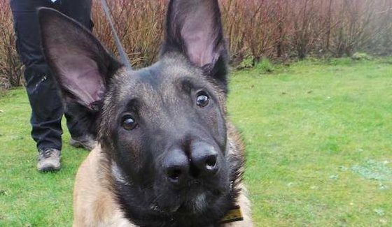 Rejected No Longer: Snuffles The Dog With The Unique Nose Finally Finds A Loving Forever Home!