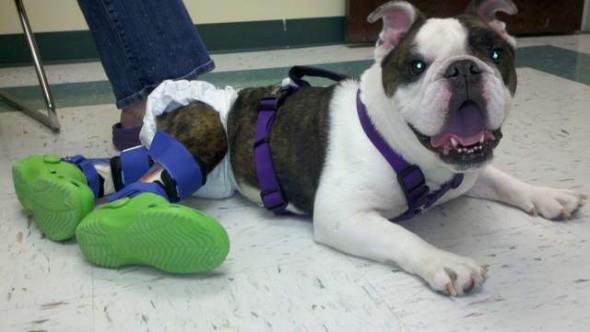 Bulldog Paralyzed In His Hind Legs Since He Was a Puppy Takes His First Steps