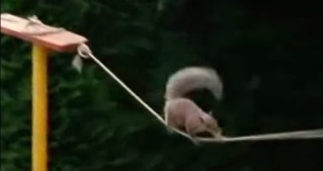 Nothing Stops This Squirrel From Getting What He Wants