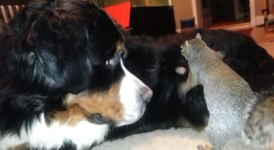 Squirrel Thinks is the Best Place to Hide His Nut Is In His Best Friend’s Fur