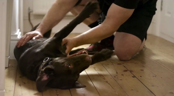 When Life Is Tough, Dogs Make Things Better