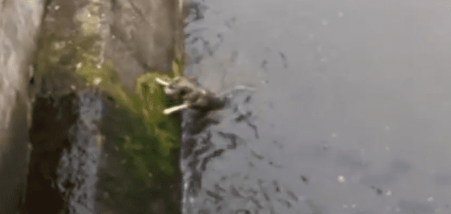 Scared Dog Trapped In River Shows His Gratitude To Rescuers