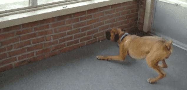 Boxer Dog Has Hilarious Reaction To a Tiny Leaf