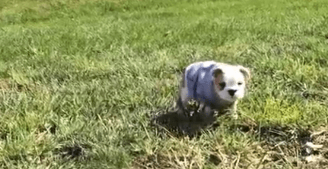 If You’re Having a Bad Day, Watch This. Trust Me, You’ll Smile When You See What This Puppy Does.