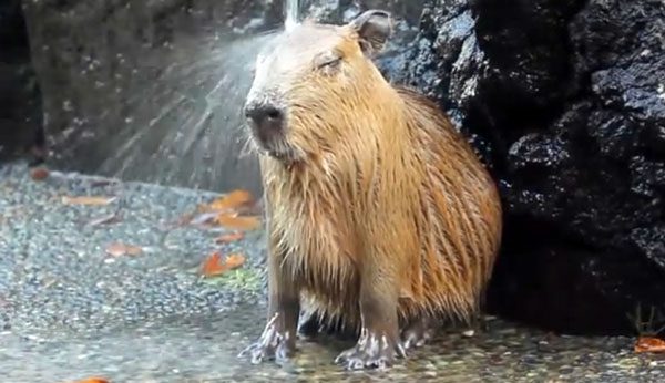 Two Baby Capybaras Enjoy a Moment of Pure Bliss
