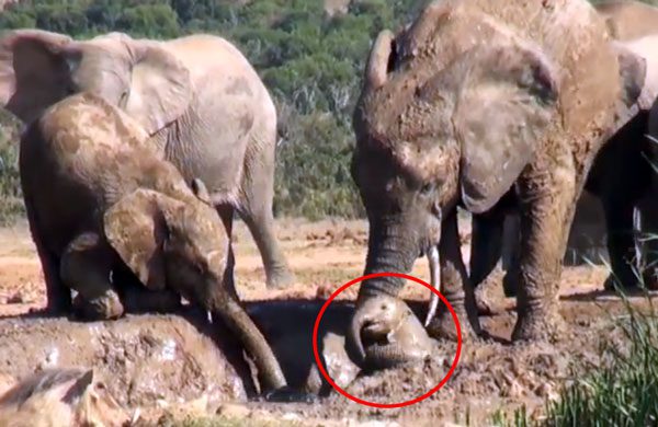 Baby Elephant Screams Out For Help While Mom Works To Free Her