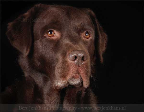bert14