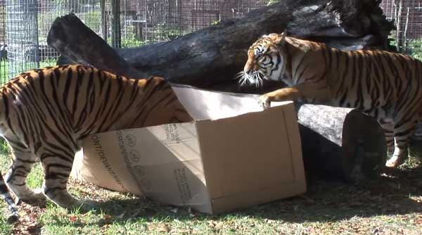 big-cat-box3