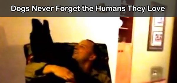 Sweet Dog Has Incredible Reaction When She Sees Her Dad Come Home After 6 Months Away