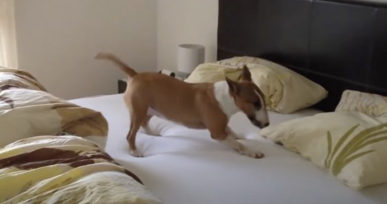 Dog Does Her Morning Zoomies On Bed And Makes Her Human Laugh
