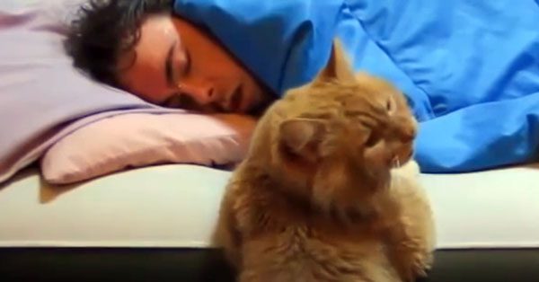 These Cat People Never Get To Sleep In Because Of Their Cute ‘Alarm Clocks’